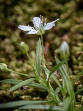 Close-up with Arenaria hispida flower clipart