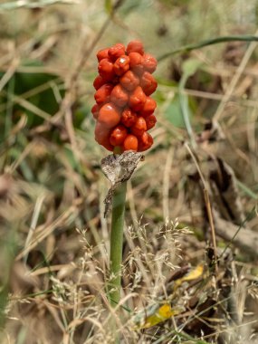 Cuckoo Pint (Arum maculatum) ile yakın plan zehirli bir orman bitkisi.