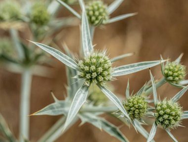 Arazi eryngo (Eryngium campestre) çiçeğine yakın çekim