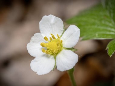 Doğal yeşil arka planda, orman çileği çiçeğiyle (fragaria vesca) yakın plan.. 