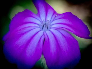 Silene Coronaria çiçeğiyle yakın plan.