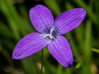 Yayılan çan çiçeğiyle (Campanula patula) yakın plan