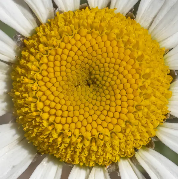 stock image Close-up with Anthemis arvensis flower