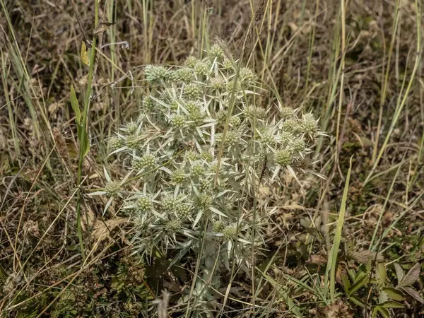 stock image Close-up with field eryngo (Eryngium campestre) flower