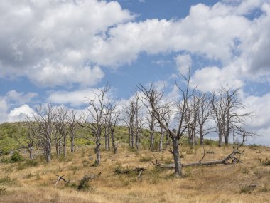 Romanya 'nın Sohodol Vadisi bölgesindeki Valcan dağlarındaki kuru vahşi kestane ormanı. 