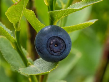 Yabanmersini ya da yabanmersini mersinli meyvelerle yakın plan (Aşı mersin ağacı) )