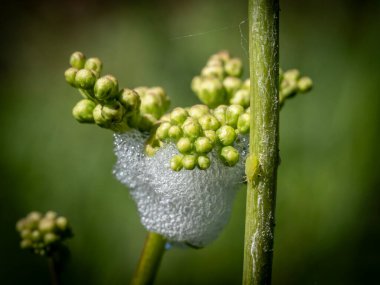 Guguk kuşu tükürüğü Froghopper perileri tarafından yaratıldı.
