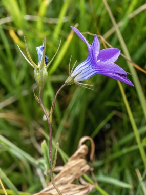 Şeftali yapraklı çan çiçeği (Campanula persifolisi)