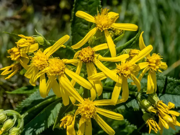 Yaygın turşu otu sarı çiçekleri yakın plan (jacobaea vulgaris )