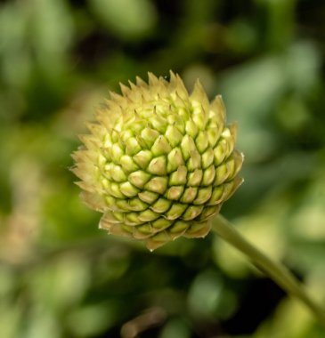 Alpine Scabious (Sefhalaria alpina) çiçek konisi ile yakın çekim. 