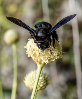 Bir Alp Scabious (Cephalaria alpina) çiçeğinin üzerinde oturan marangoz arı (Xylocopa violacea) ile yakın çekim.