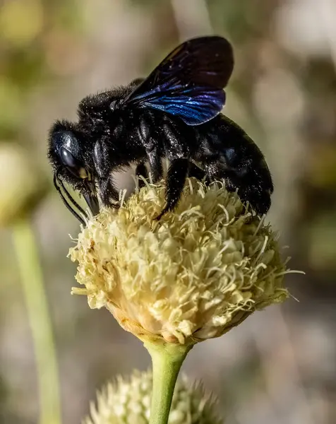 Bir Alp Scabious (Cephalaria alpina) çiçeğinin üzerinde oturan marangoz arı (Xylocopa violacea) ile yakın çekim.