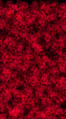 Soyut renk video animasyon seti, akıllı telefon için dikey video. Kırmızı, yeşil, mavi. 4k çözünürlüğü.