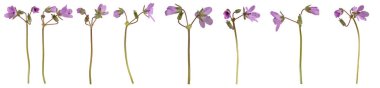 Beyaz arka planda izole edilmiş pembe leylek gagalı çiçek koleksiyonu (Erodyum cicutarium). 