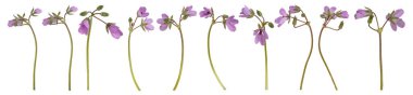 Beyaz arka planda izole edilmiş pembe leylek gagalı çiçek koleksiyonu (Erodyum cicutarium). 