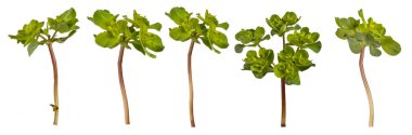 Şeffaf arkaplanda izole edilmiş güneş kremi (Euphorbia helioscopia) çiçeği koleksiyonu veya Deli Kadın sütü. 