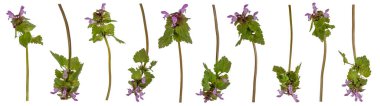 Şeffaf arkaplanda Mor Ölüm Isırganları Koleksiyonu (Lamium purpureum) izole edildi. 