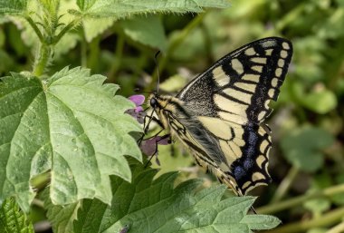 Çiçekler arasında yiyecek arayan yaygın sarı kırlangıç (Papilio machaon).