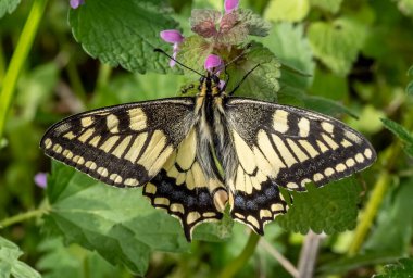Çiçekler arasında yiyecek arayan yaygın sarı kırlangıç (Papilio machaon).