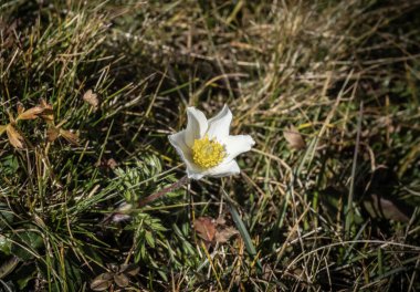 Pulsatilla alpina çiçeğiyle yakın plan.