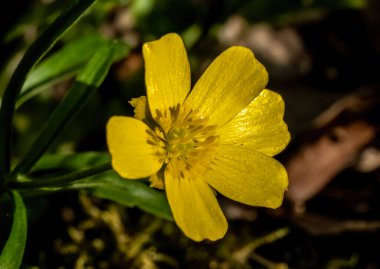Sarı Düğünçiçeği (Spearwort veya Ranunculus Flammula) ile yakın plan)