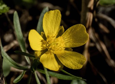 Sarı Düğünçiçeği (Spearwort veya Ranunculus Flammula) ile yakın plan)