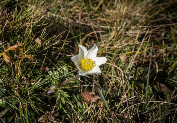 Pulsatilla alpina çiçeğiyle yakın plan.