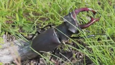 Erkek geyik böceği (Lucanus cervus) çimlerin üzerinde.