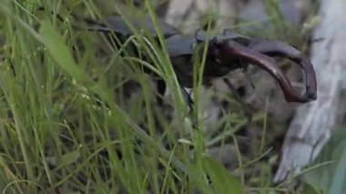 Erkek geyik böceği (Lucanus cervus) çimlerin üzerinde.