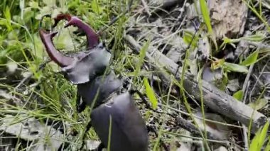 Erkek geyik böceği (Lucanus cervus) çimlerin üzerinde.