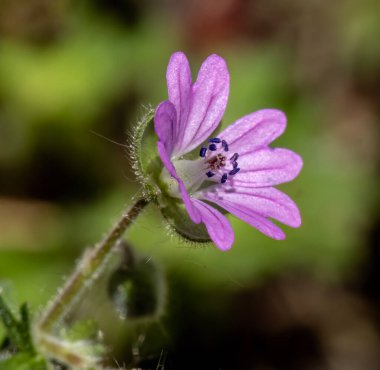 Doğal arkaplanda küçük Dovesfoot Geranium (sardunya molekülü) çiçekleri ile yakın çekim. 