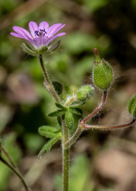 Doğal arkaplanda küçük Dovesfoot Geranium (sardunya molekülü) çiçekleri ile yakın çekim. 