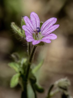 Doğal arkaplanda küçük Dovesfoot Geranium (sardunya molekülü) çiçekleri ile yakın çekim. 