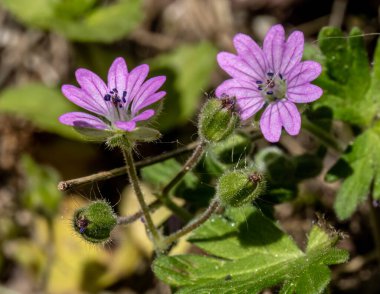 Doğal arkaplanda küçük Dovesfoot Geranium (sardunya molekülü) çiçekleri ile yakın çekim. 