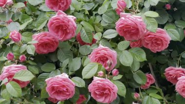 Bahçedeki yeşil bir çalılıkta yumuşak pembe güller. 
