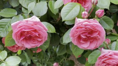 Bahçedeki yeşil bir çalılıkta yumuşak pembe güller. 
