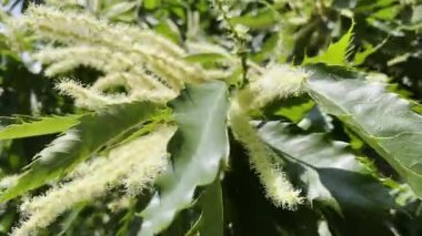 Ev kestanesi yaprakları ve çiçekler. 4K video.