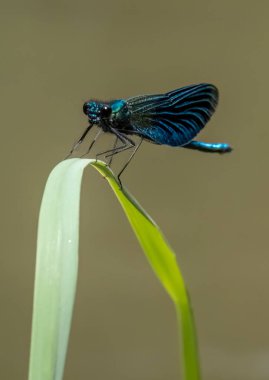 Mavi yusufçuk yaprağının üzerinde.