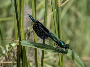 Mavi yusufçuk yaprağının üzerinde.