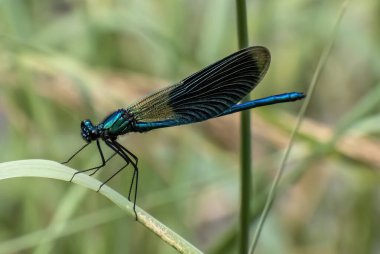 Mavi yusufçuk yaprağının üzerinde.
