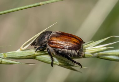 Tahıl böceğine yakın çekim (Chaetopteroplia segetum ).