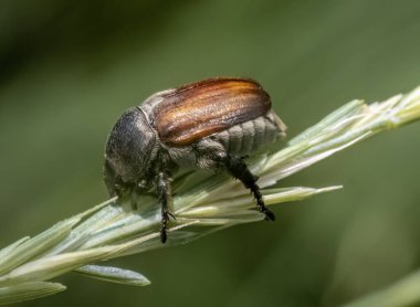 Tahıl böceğine yakın çekim (Chaetopteroplia segetum ).