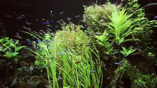 水族館の藻の間を泳ぐ小さな多色の魚 — ストック動画