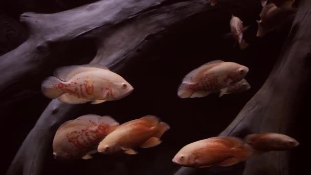 Flock Fish Swims Snags Bottom Water Exotic Orange Fish — Vídeos de Stock