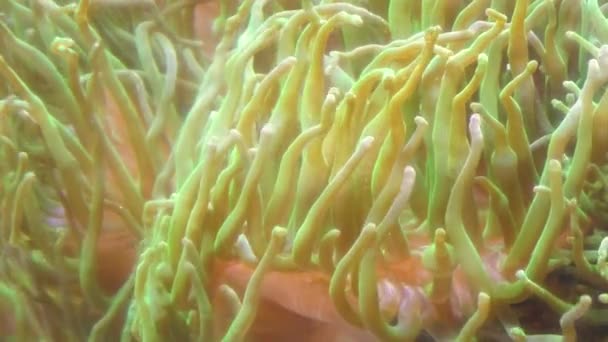 水中藻類を自然の中で生きる 藻類に生息する魚 — ストック動画