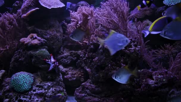 淡水魚が水族館で泳いでいます 水族館の底にはサンゴとサンゴ礁があります — ストック動画