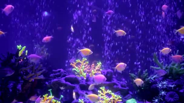 Akwarium Pływają Lśniące Ryby Dnie Akwarium Znajdują Się Korale Rafy — Wideo stockowe