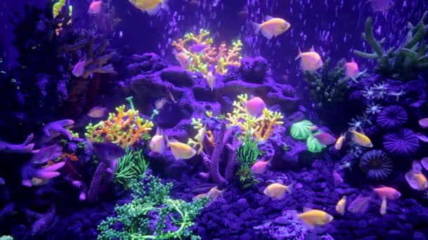 小鱼在水族馆里游泳 在水族馆的底部有珊瑚和珊瑚礁 — 图库视频影像