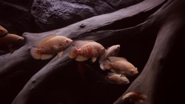 Стая Рыб Плавает Среди Загвоздей Дне Водой Экзотические Рыбы — стоковое видео