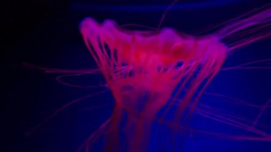 Jellyfish swims underwater, she moves and stirs. Live spineless jellyfish.
